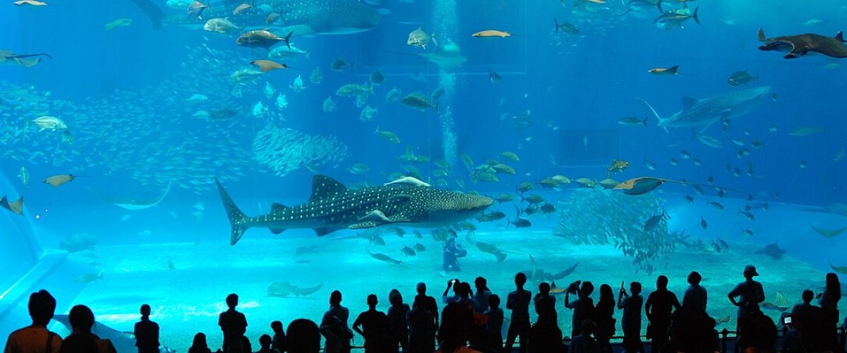 Dubai Aquarium